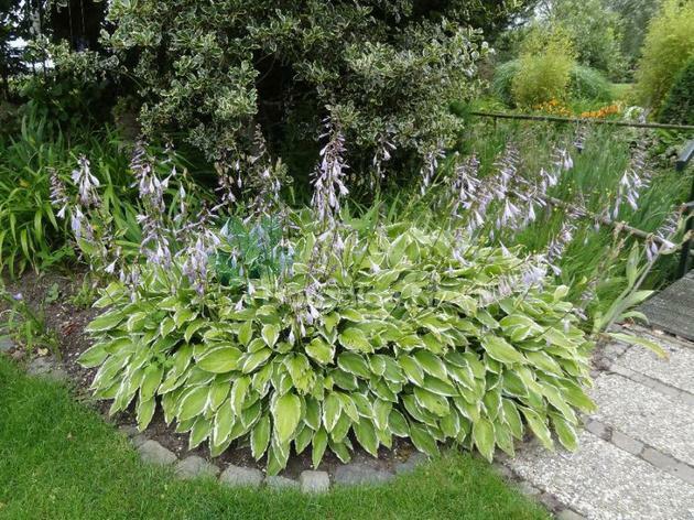 Hosta Albomarginata Tr Dg Rdstj Nster Och Milj