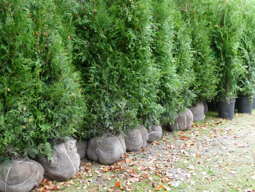 Thuja Brabant plantor från Nederländerna - högkvalitativa häckplantor