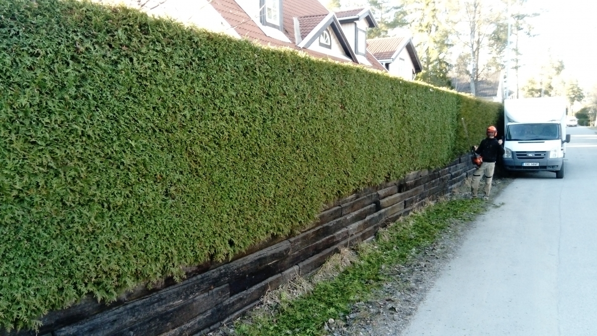 Häckklippning Lidingö - professionell buskar klippning