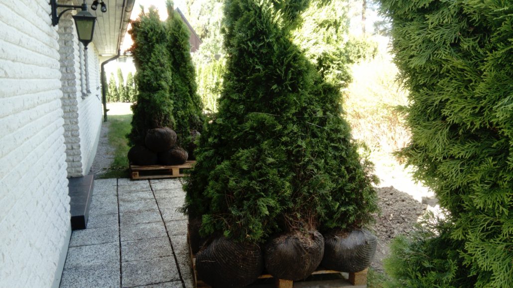 Thuja plantering Stockholm
