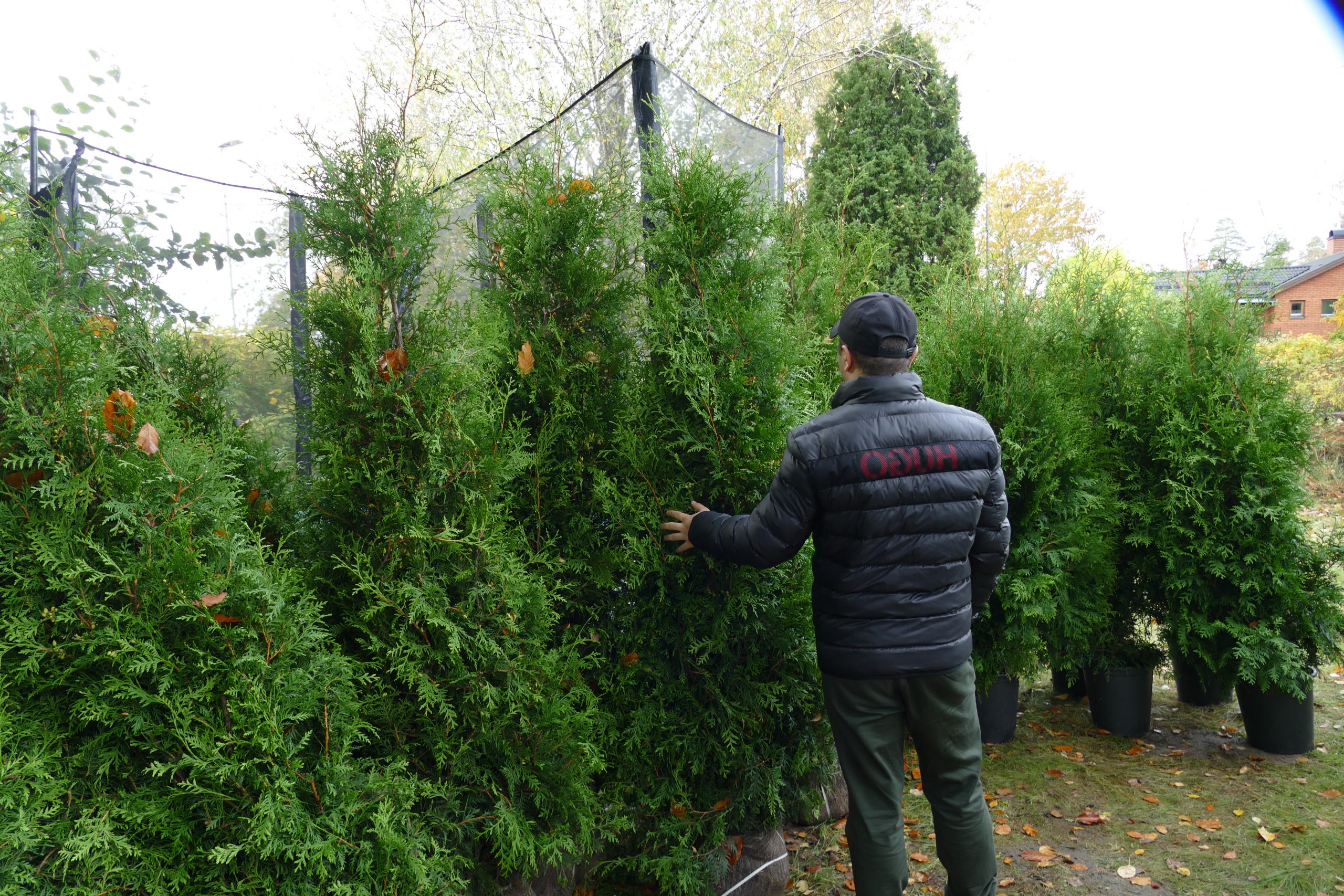 Thuja från Nederländerna