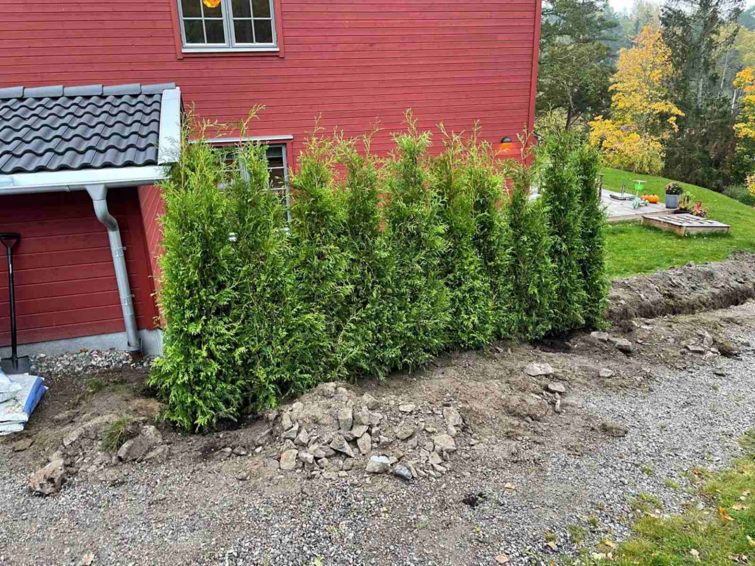 Thuja Brabant leverans