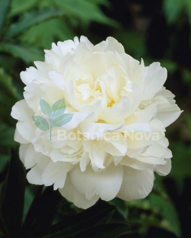 Paeonia Alice Harding | Trädgårdstjänster och Miljö