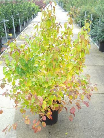 Cornus sang. Midwinter Fire Trädgårdstjänster och Miljö